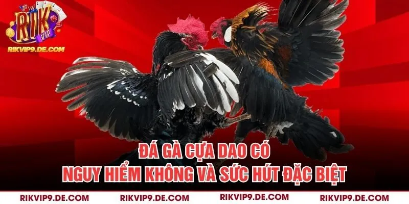 Đá gà cựa dao có nguy hiểm không và sức hút đặc biệt